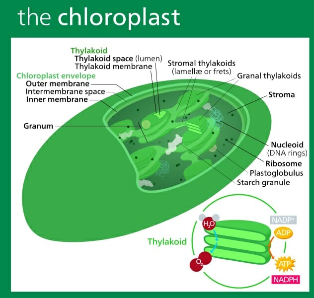 What is the pigment found in this organelle that absorbs light to power photosynthesis?