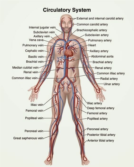 diagram of the circulatory system for 5th grade