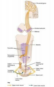 Corticospinal Pathway