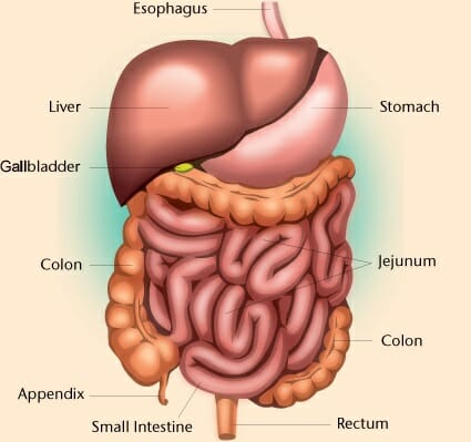 Abdominal Anatomy Chart