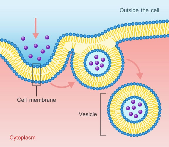 Cell Membrane - The Definitive Guide | Biology Dictionary
