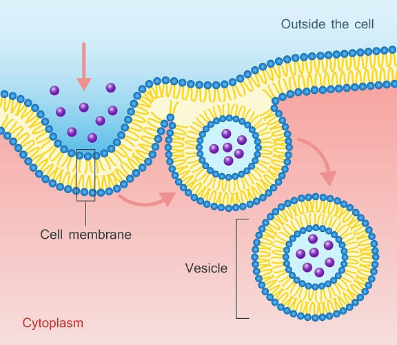 cell membrane picture