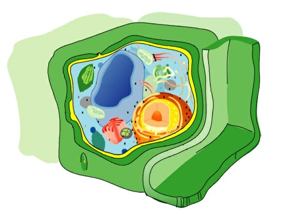 animal cell wall function