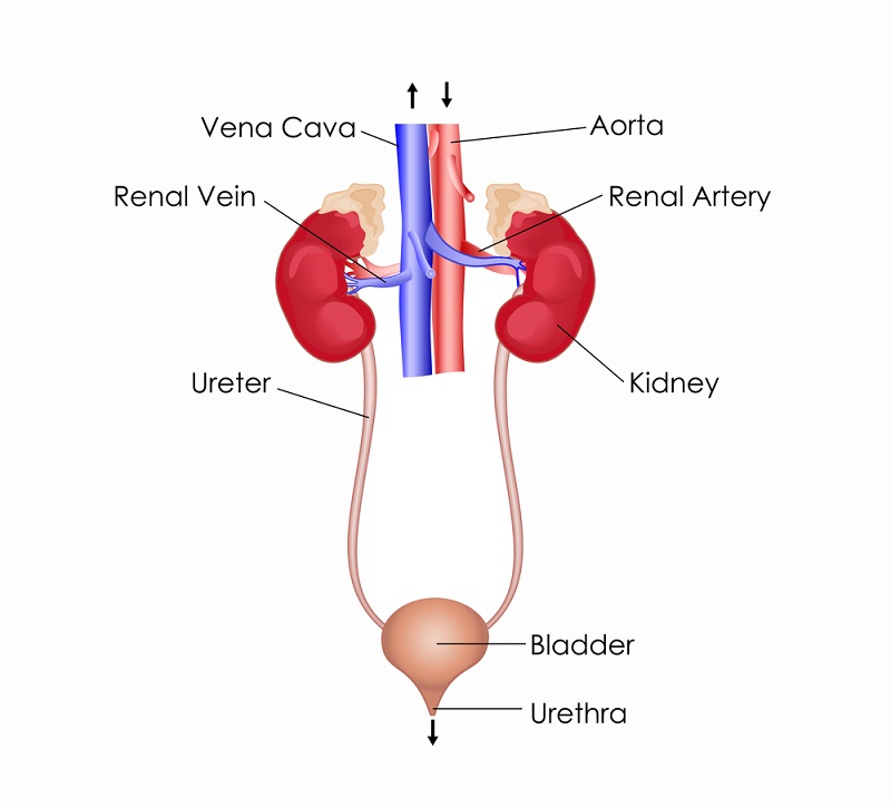 excretory system diagram labeled for kids