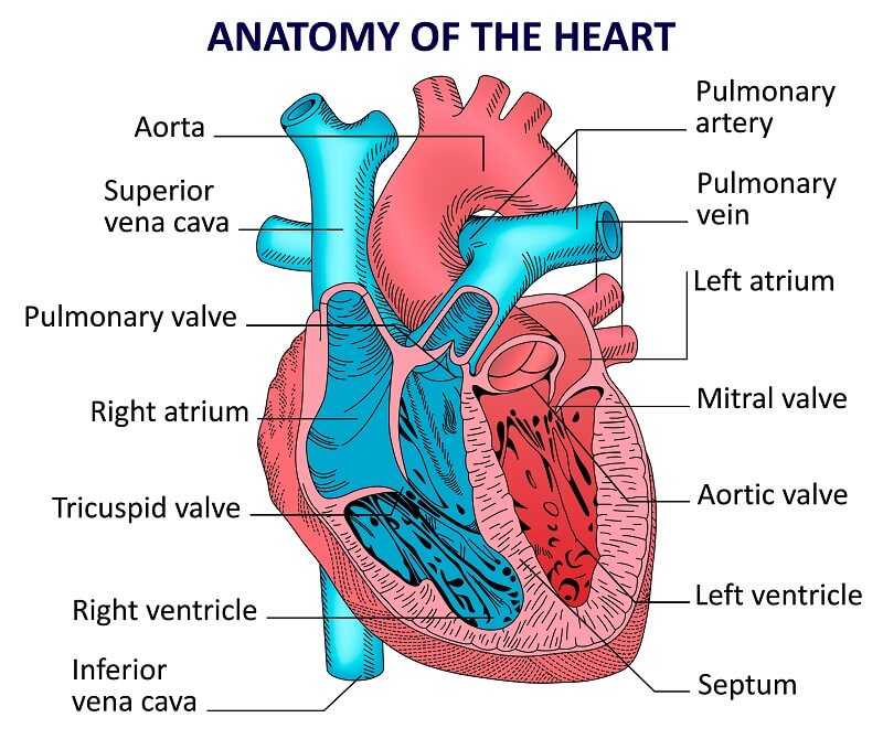 parts of the heart and functions