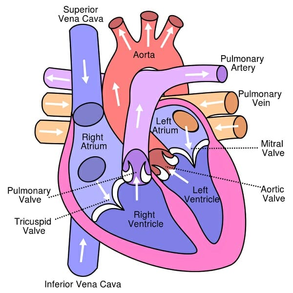 Circulatory System - Definition, Function and Parts | Biology Dictionary