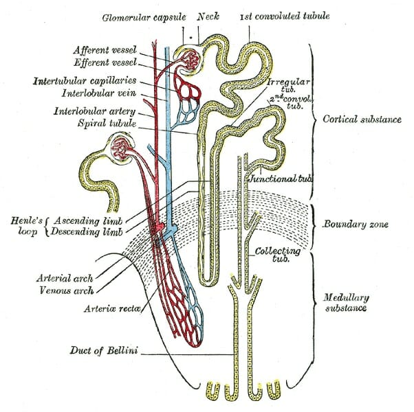 excretory system diagram labeled for kids