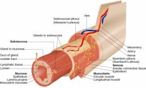 Layers of the GI Tract