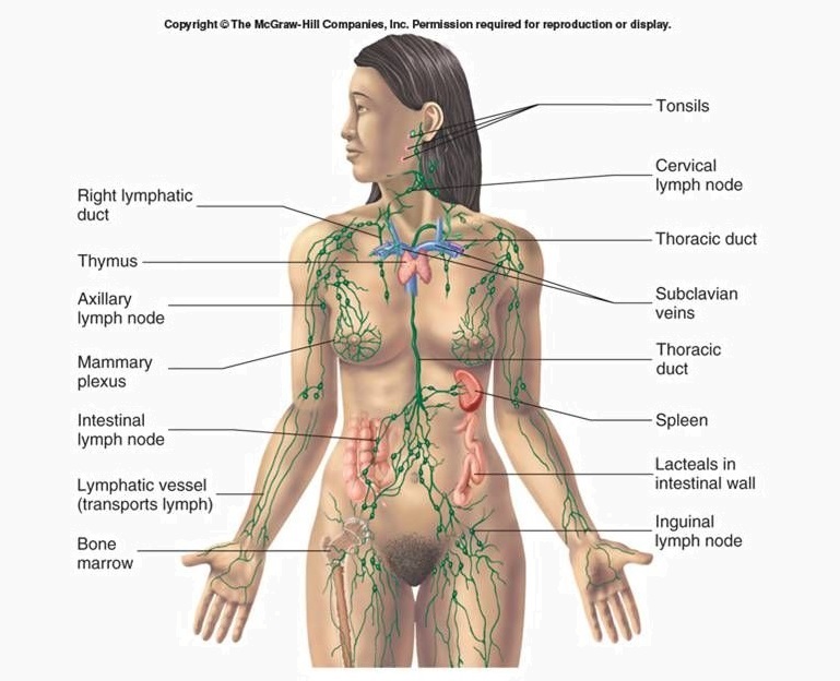 Importance of the Lymphatic system when you experience 1) Fluid