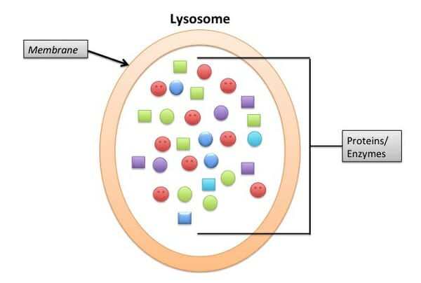 Lysosome - Definition, Function & Structure | Biology Dictionary