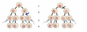 Nondisjunction Diagrams