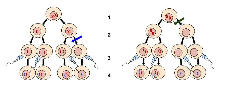 monosomy vs trisomy