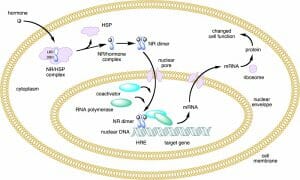 Nuclear receptor action