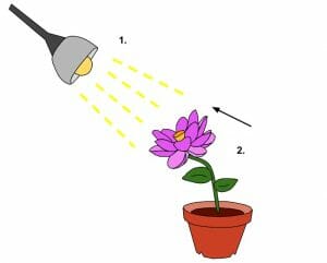 Phototrophic Stimulus Response