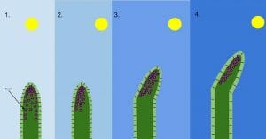 Phototropism diagram