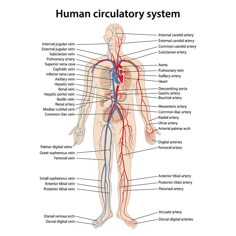 circulatory system animation labeled