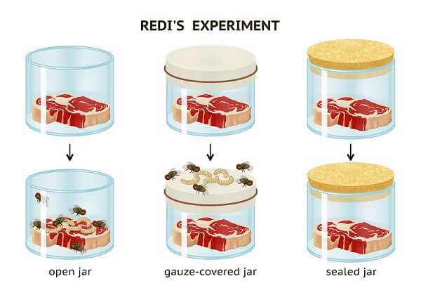 In the Redi experiment, Francesco Redi found that food only grew maggots when flies could access the food - proving that maggots were part of the fly life cycle.