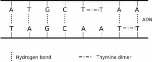 Thymine Dimers