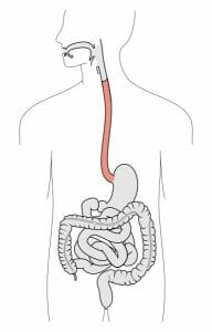 Tractus intestinalis esophagus