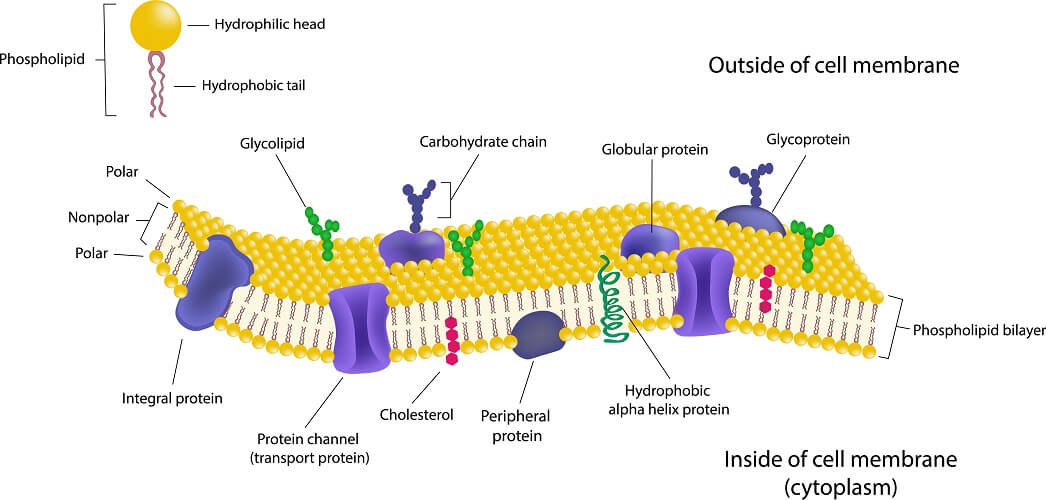 cell membrane labeled and functions