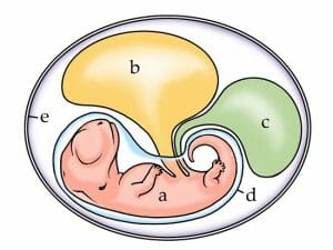 Amniote embryo