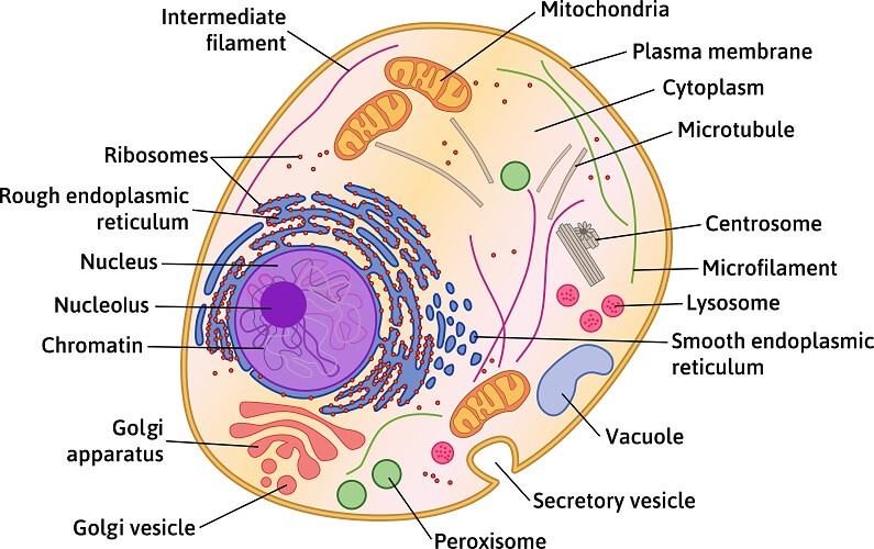 Featured image of post The Best 22 Simple Animal Cell Diagram Labeled With Functions