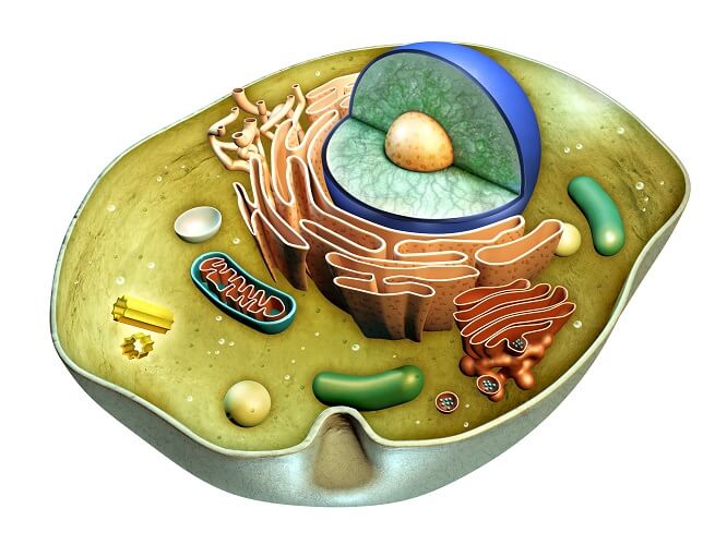 3d plant cell model project ideas