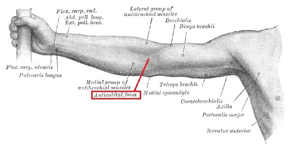 Antecubital Fossa Elbow Pit Definition And Quiz Biology Dictionary