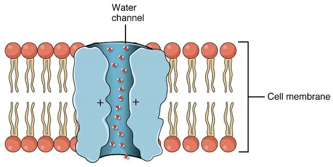 facilitated diffusion examples