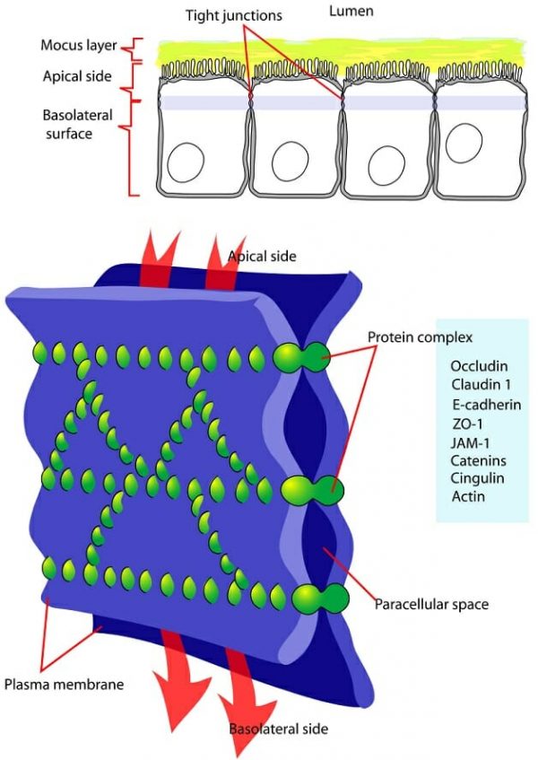 Tight Junctions - Definition, Function, Structure & Quiz | Biology