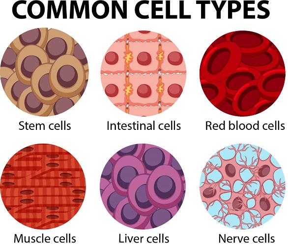 animal cell wall function