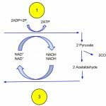 Methanol: Definition, Formula, Structure and Uses - Ethanol Fermentation 150x150