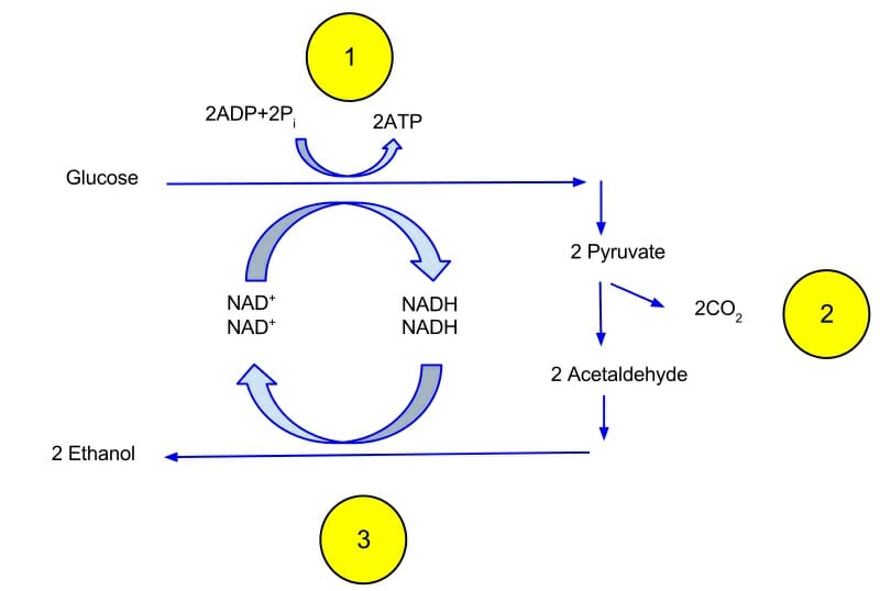 Fermentation - Definition, Types, Equation and Products | Biology