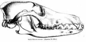 Ethiopian Wolf Skull