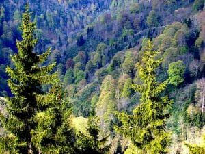 Forest in Turkey