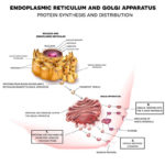 Animal Cell - The Definitive Guide | Biology Dictionary