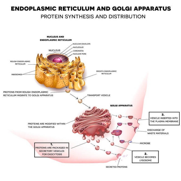 Animal Cell - The Definitive Guide | Biology Dictionary