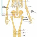 Spongy Bone (Cancellous Bone) - Definition & Function | Biology