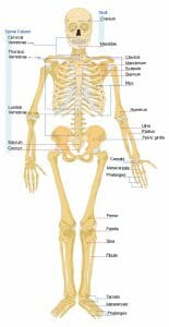 Human skeleton front