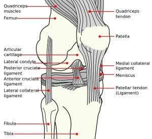 Knee diagram