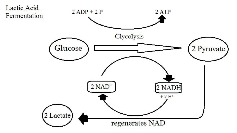 Fermentation - Lactic AciD Fermentation