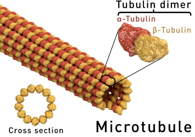 Microtubule Definition Function Structure Quiz Biology