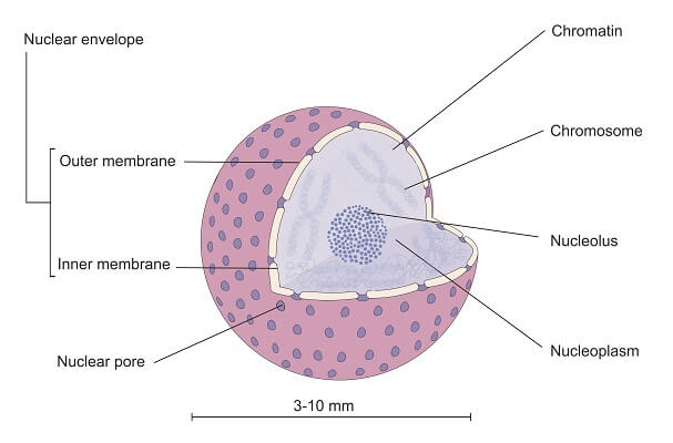 Animal Cell - The Definitive Guide | Biology Dictionary