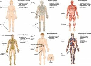 Body Systems: Definition, List and Functions | Biology Dictionary