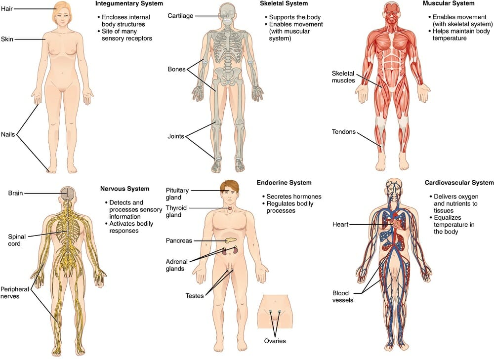 What are the 11 organ systems of the human body