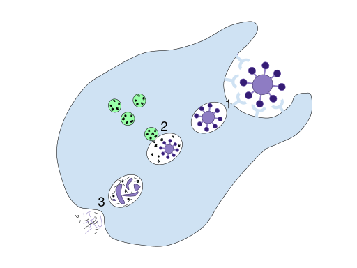 Phagocytosis Definition Function Steps Examples Biology