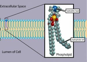 Phospholipid TvanBrussel