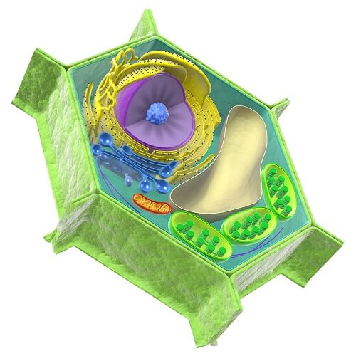 simple plant cell diagram without labels