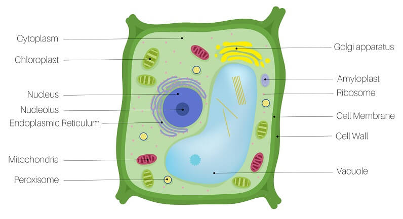 Plant Cell - The Definitive Guide | Biology Dictionary