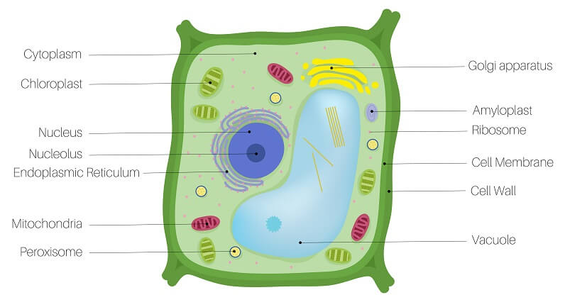 plant cell labeled